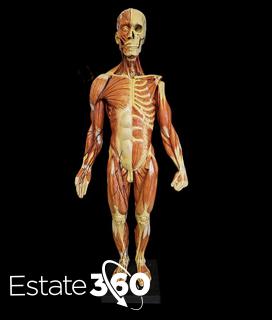 アナトミーツール　人体模型　男性　Andrew Cawrse Detailed Male Anatomy Sculpture - Original Sculpted and Painted by