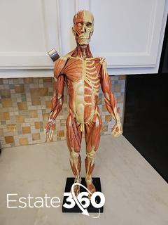 Detailed Male Anatomy Sculpture - Original Sculpted and Painted by