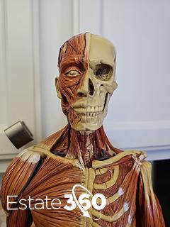 アナトミーツール　人体模型　男性　Andrew Cawrse AnatomyTools