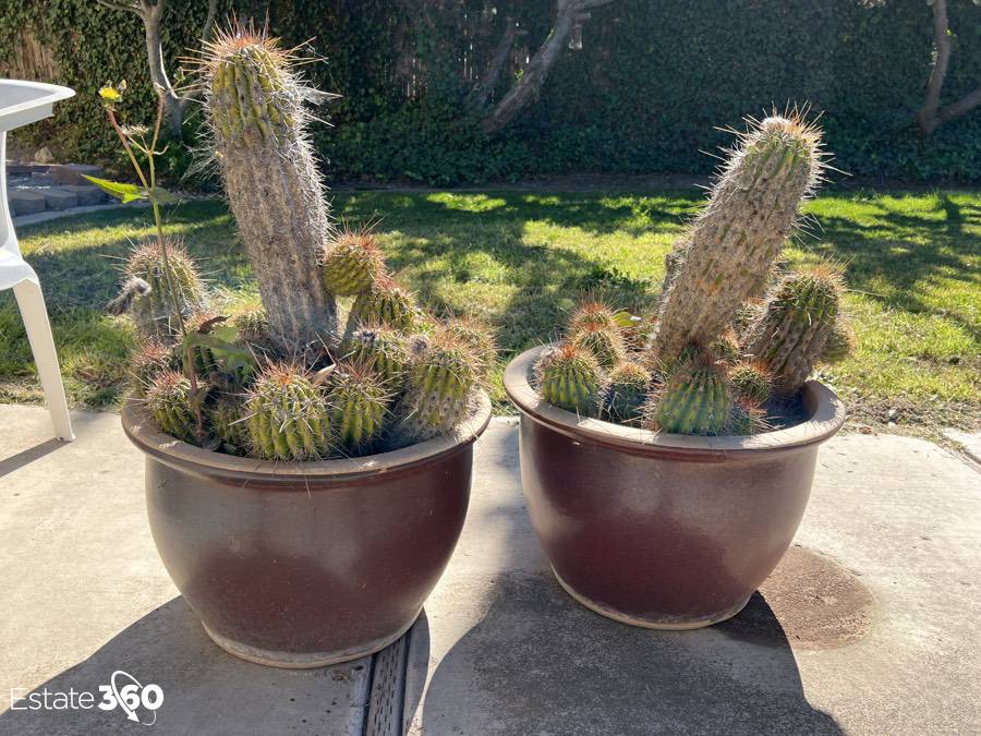 Pair of ceramic garden pots with cacti Auction
