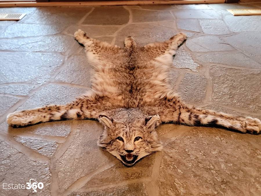 Authentic Wild Mountain Bobcat with Open Mouth Taxidermy Rug